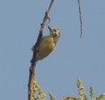 /album/photogallery/yellow-fronted-tinkerbird-lamin-jpg/